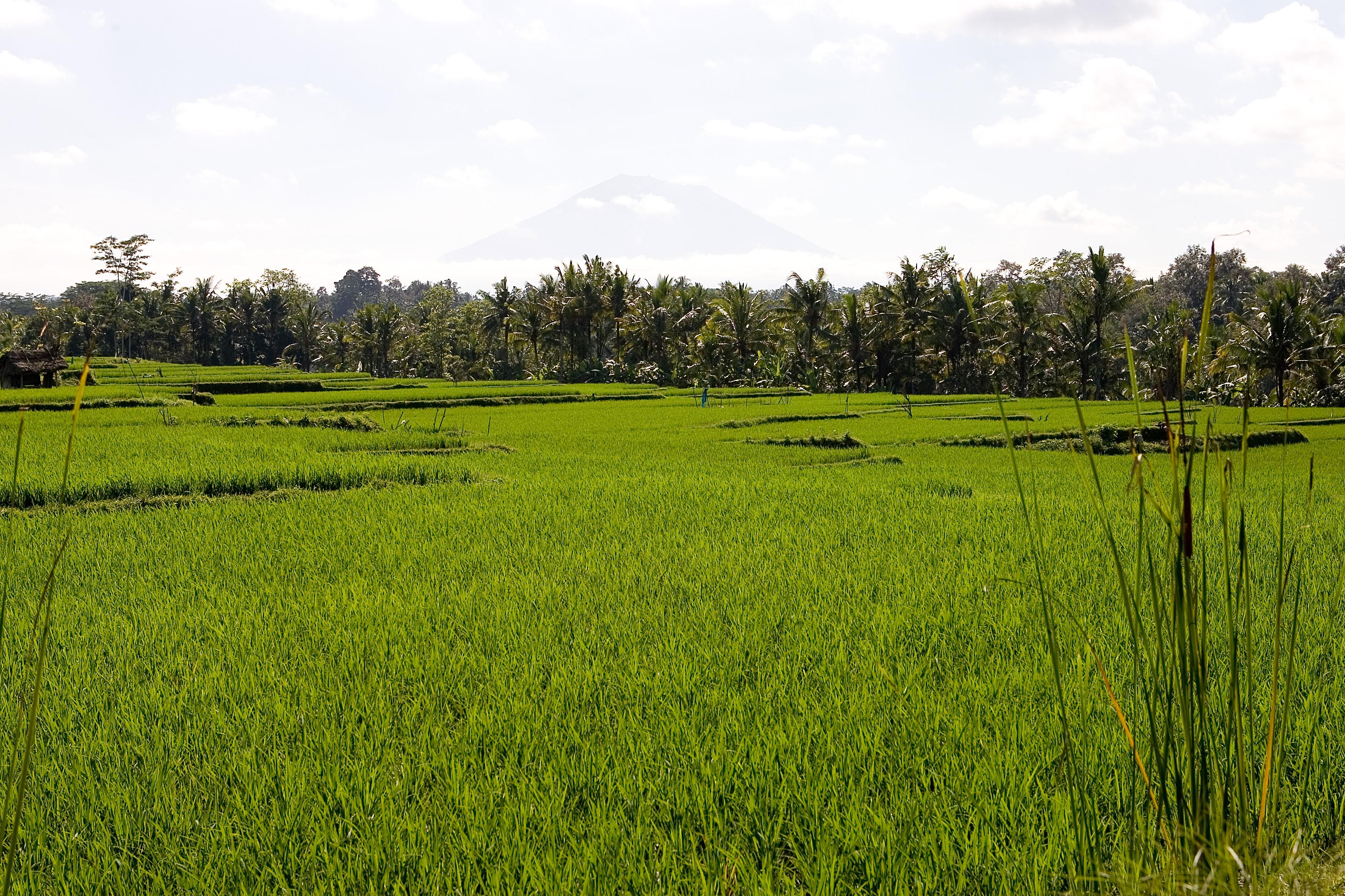 Viceroy Bali - Chse Certified Resort 5*